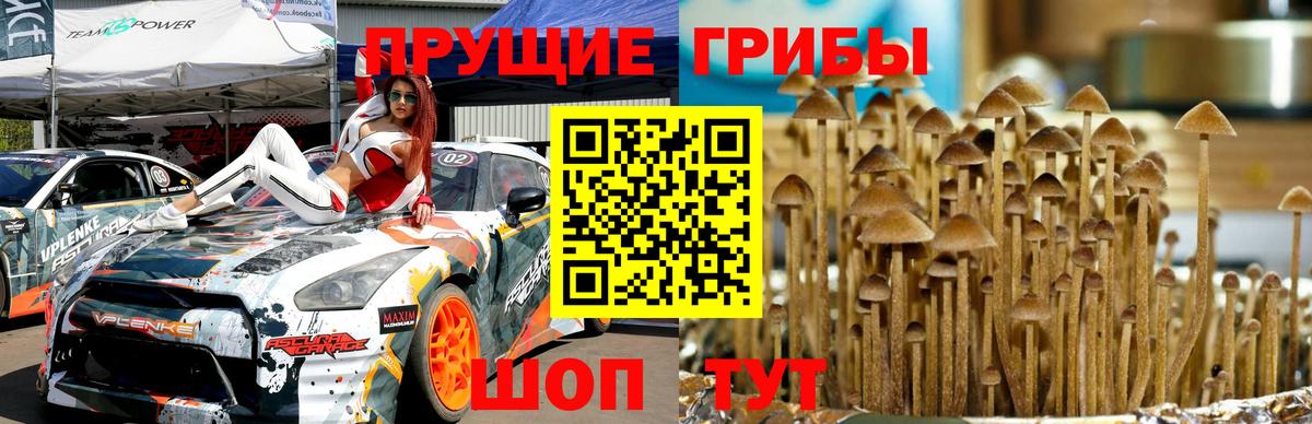 Псилоцибиновые грибы мицелий Тавда