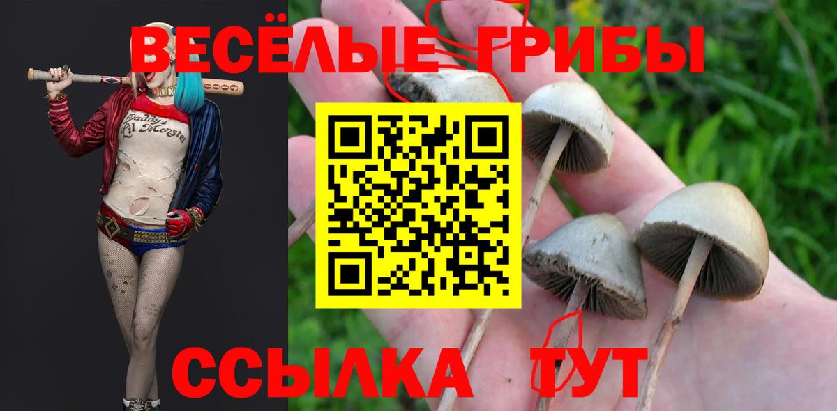 Галлюциногенные грибы GOLDEN TEACHER  Вход с VPN  Галлюциногенные грибы Psilocybe  Тавда 